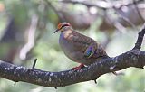 Brush Bronzewing